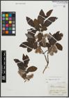 Foto von Salix appendiculata Vill.